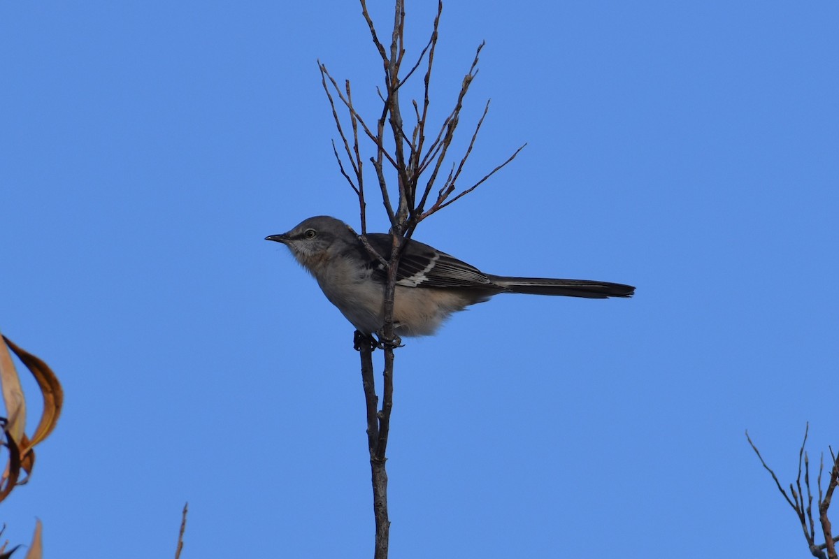 Northern Mockingbird - ML645775613