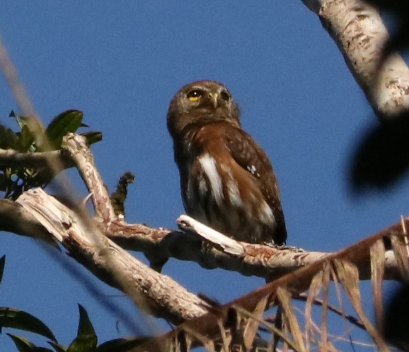 Least Pygmy-Owl - ML645775618