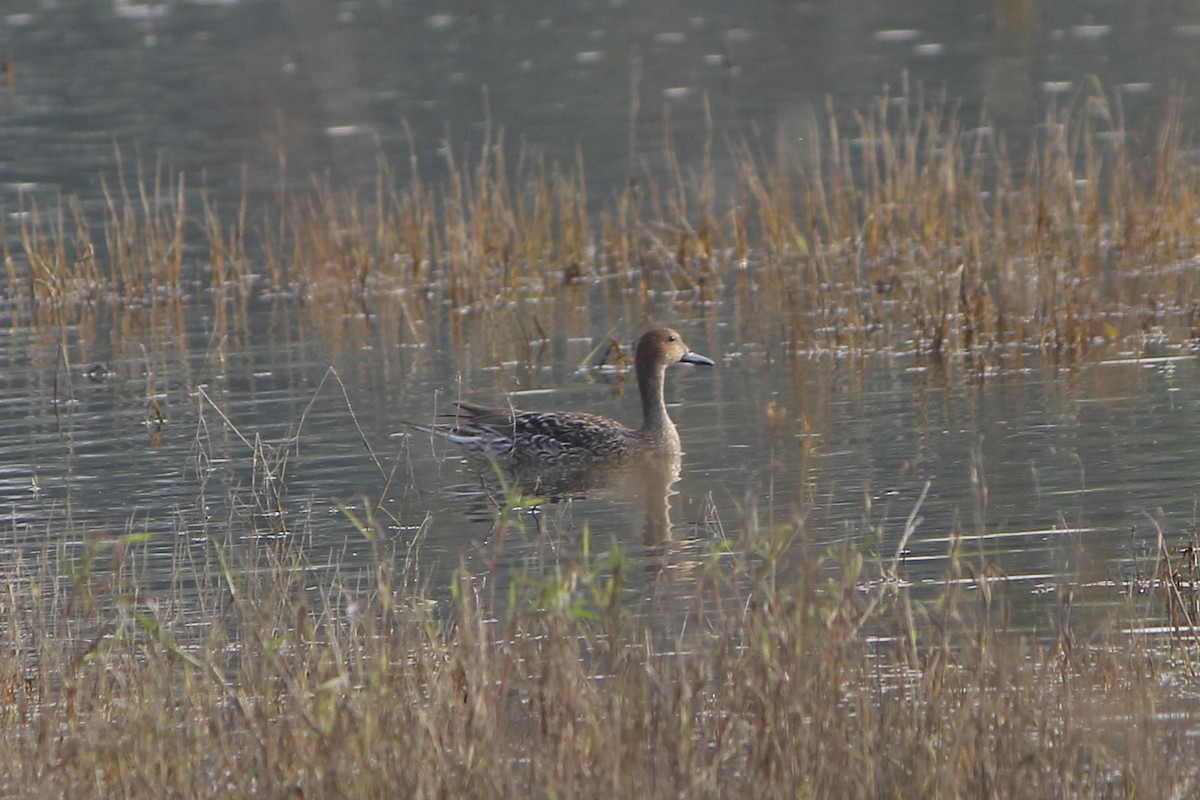 Northern Pintail - ML645775619