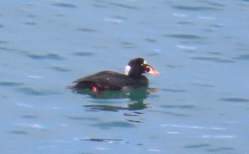 Surf Scoter - ML645775621