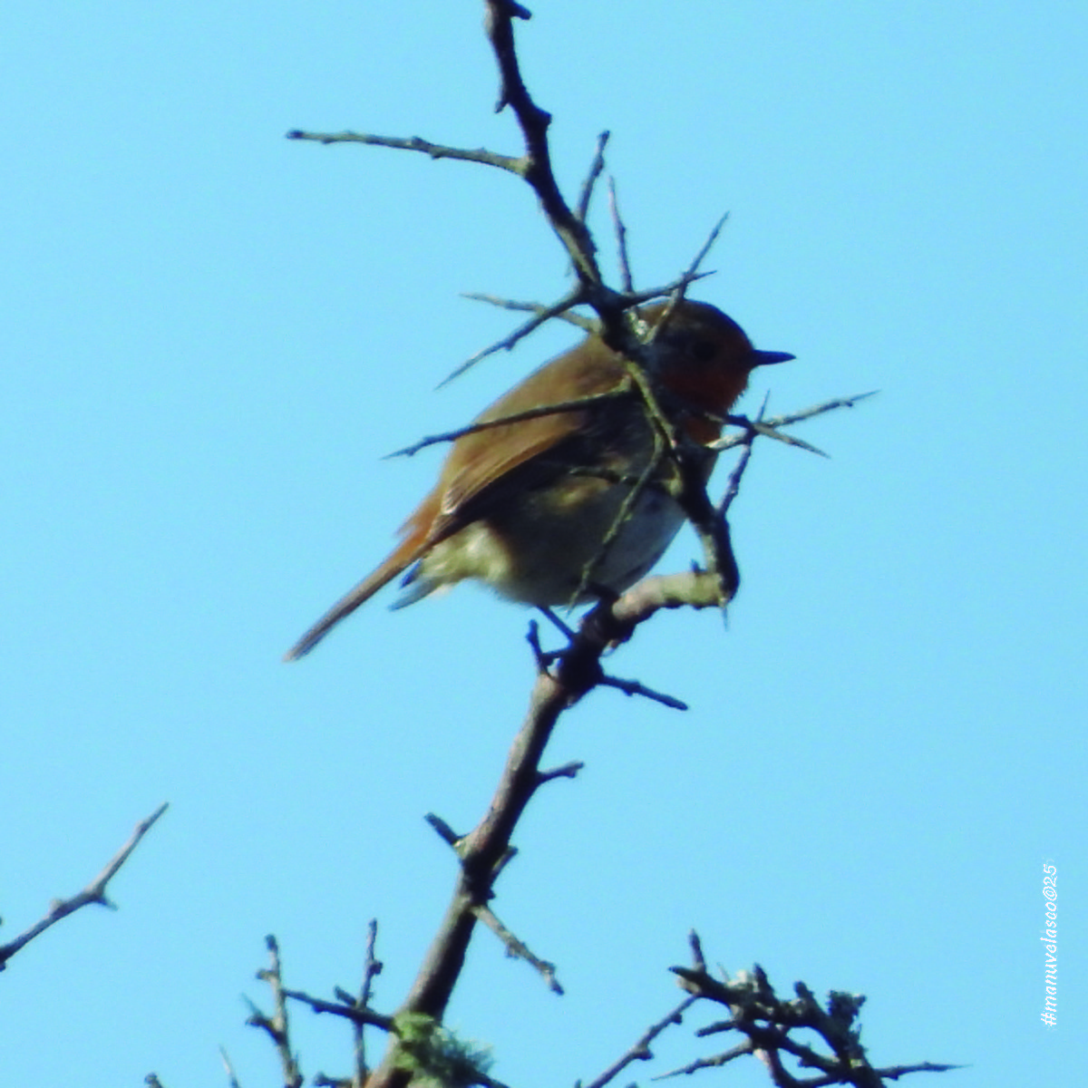 European Robin - ML645775623