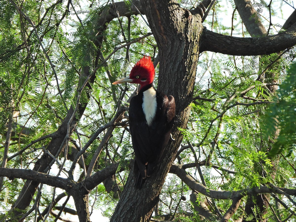 Cream-backed Woodpecker - ML645775624