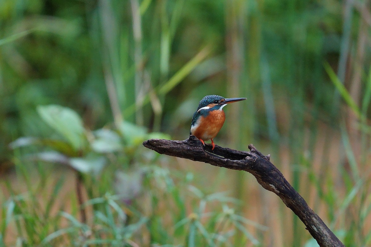 Common Kingfisher - ML645775625