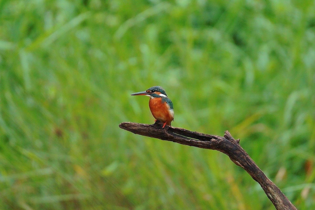 Common Kingfisher - ML645775626