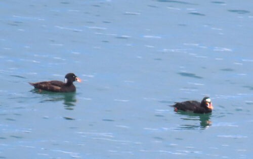 Surf Scoter - ML645775627