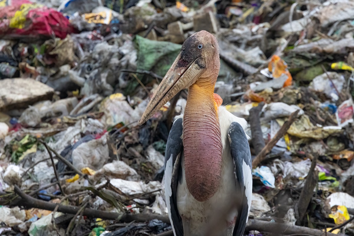 Greater Adjutant - ML645775628