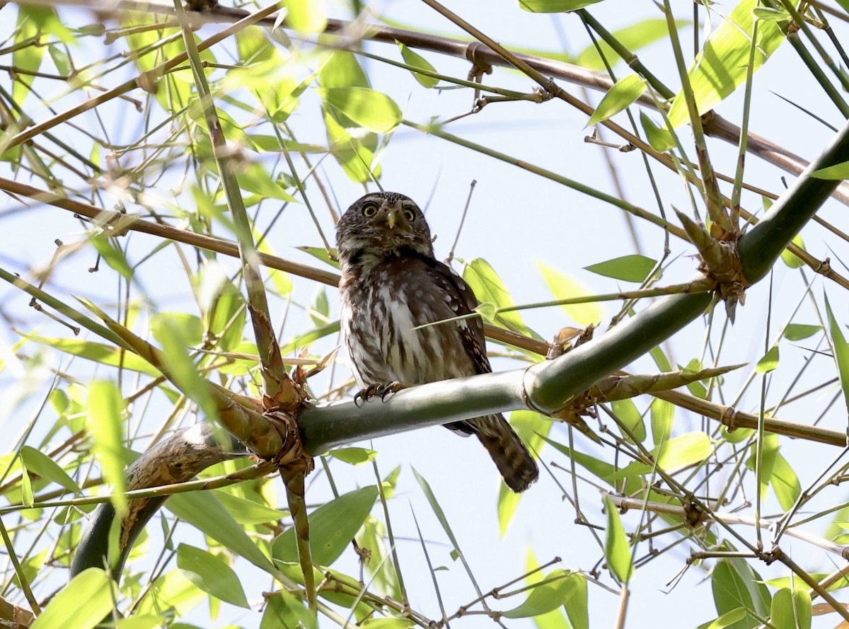 Ferruginous Pygmy-Owl - ML645775630