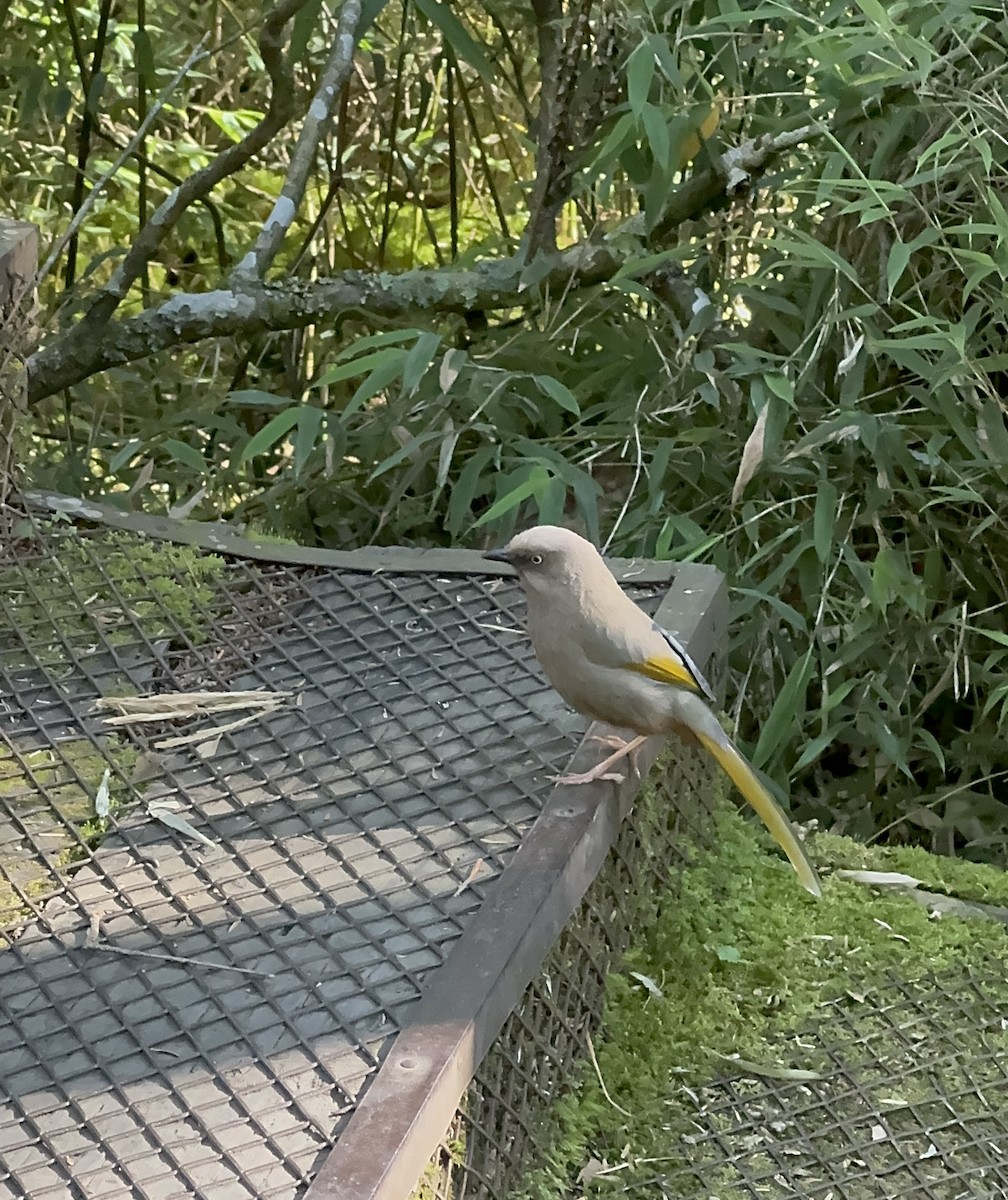 Elliot's Laughingthrush - ML645775632