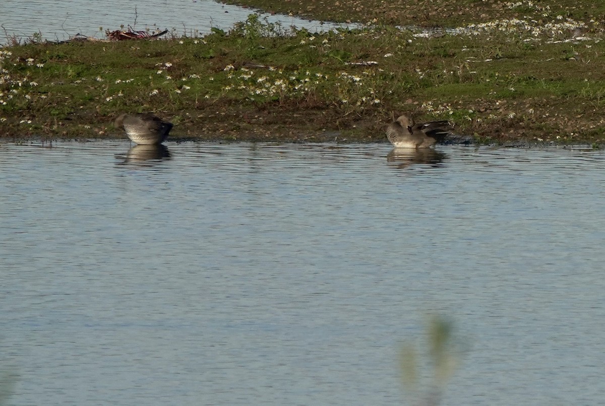Gadwall - ML645775633
