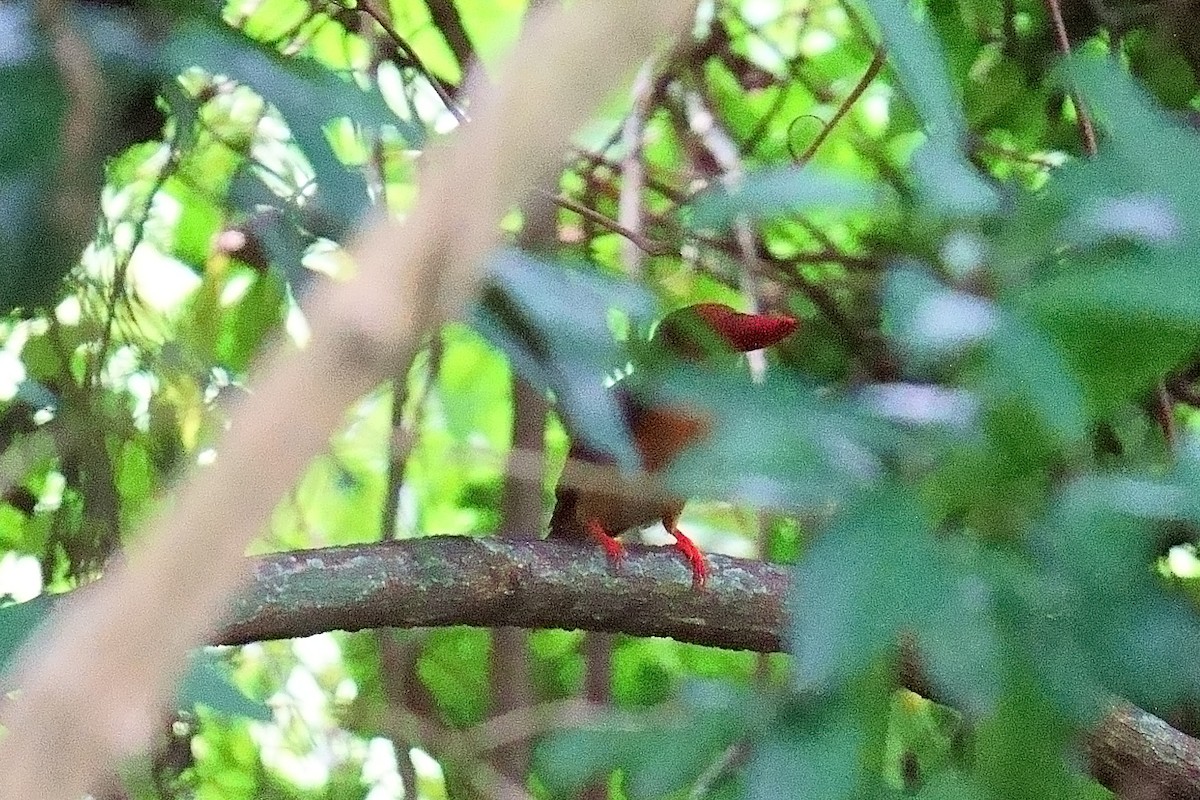 Ruddy Kingfisher - ML645775634
