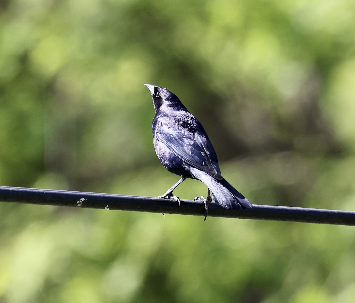 Shiny Cowbird - ML645775635