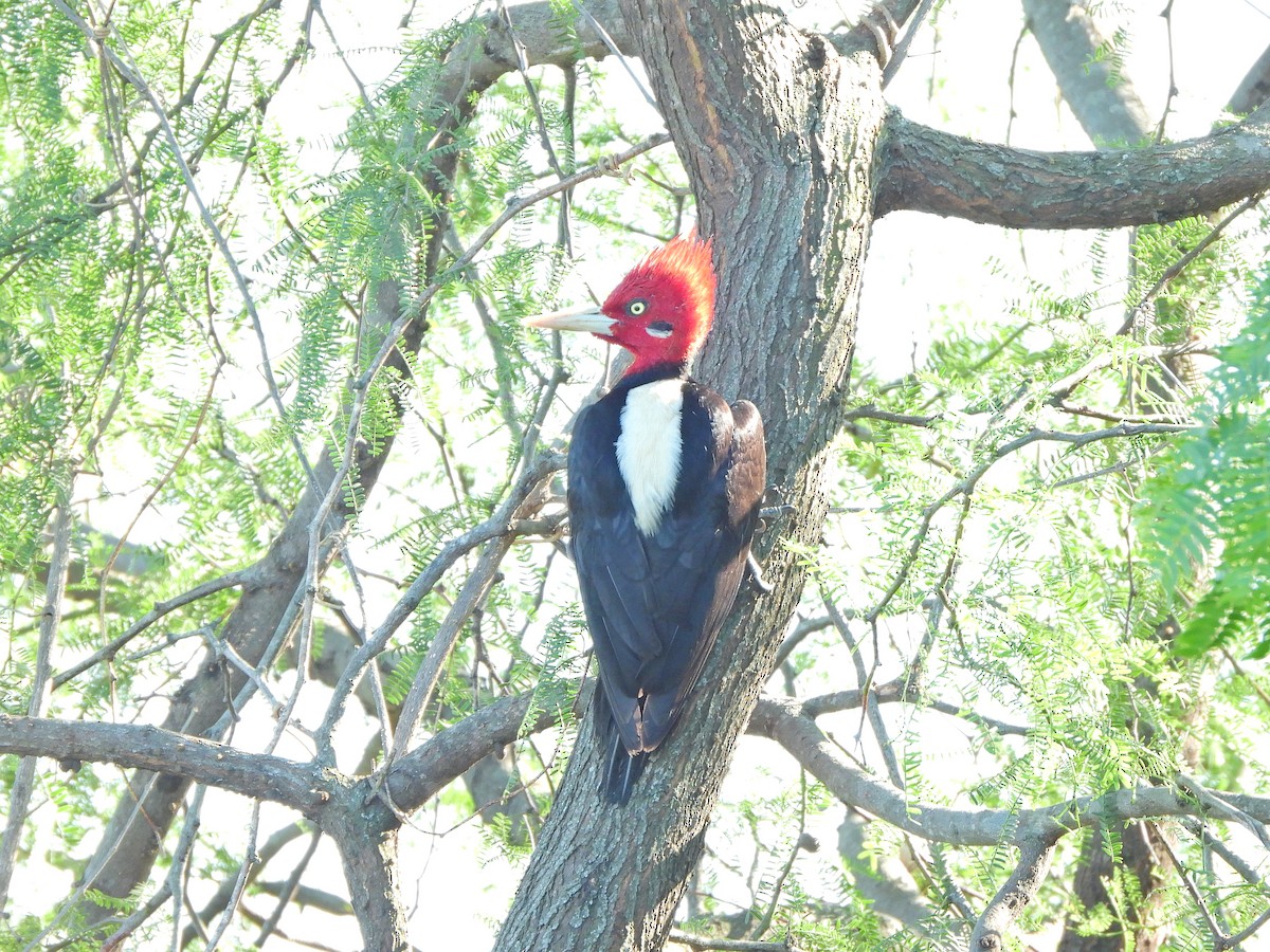 Cream-backed Woodpecker - ML645775636