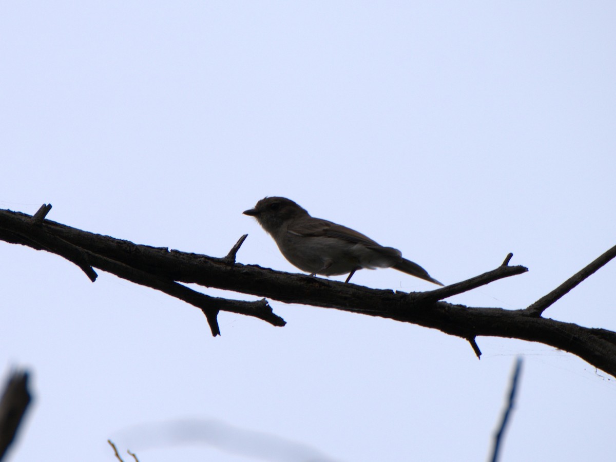 Golden Whistler - ML645775637
