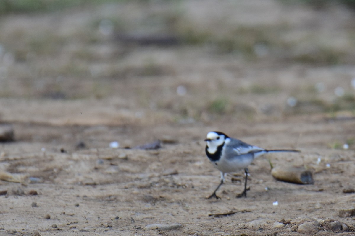 White Wagtail - ML645775641