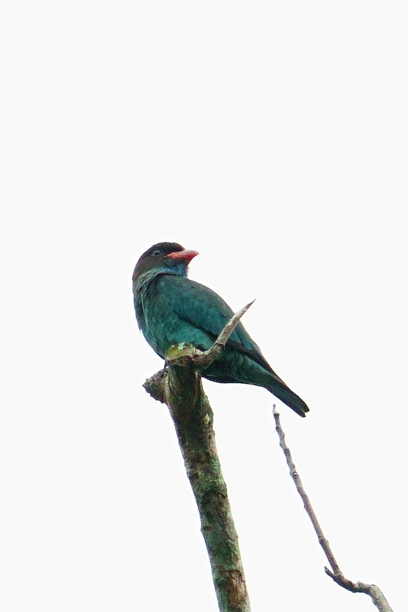 Dollarbird - ML645775643