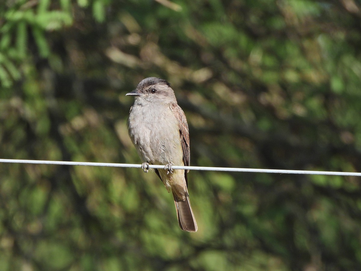 Crowned Slaty Flycatcher - ML645775644