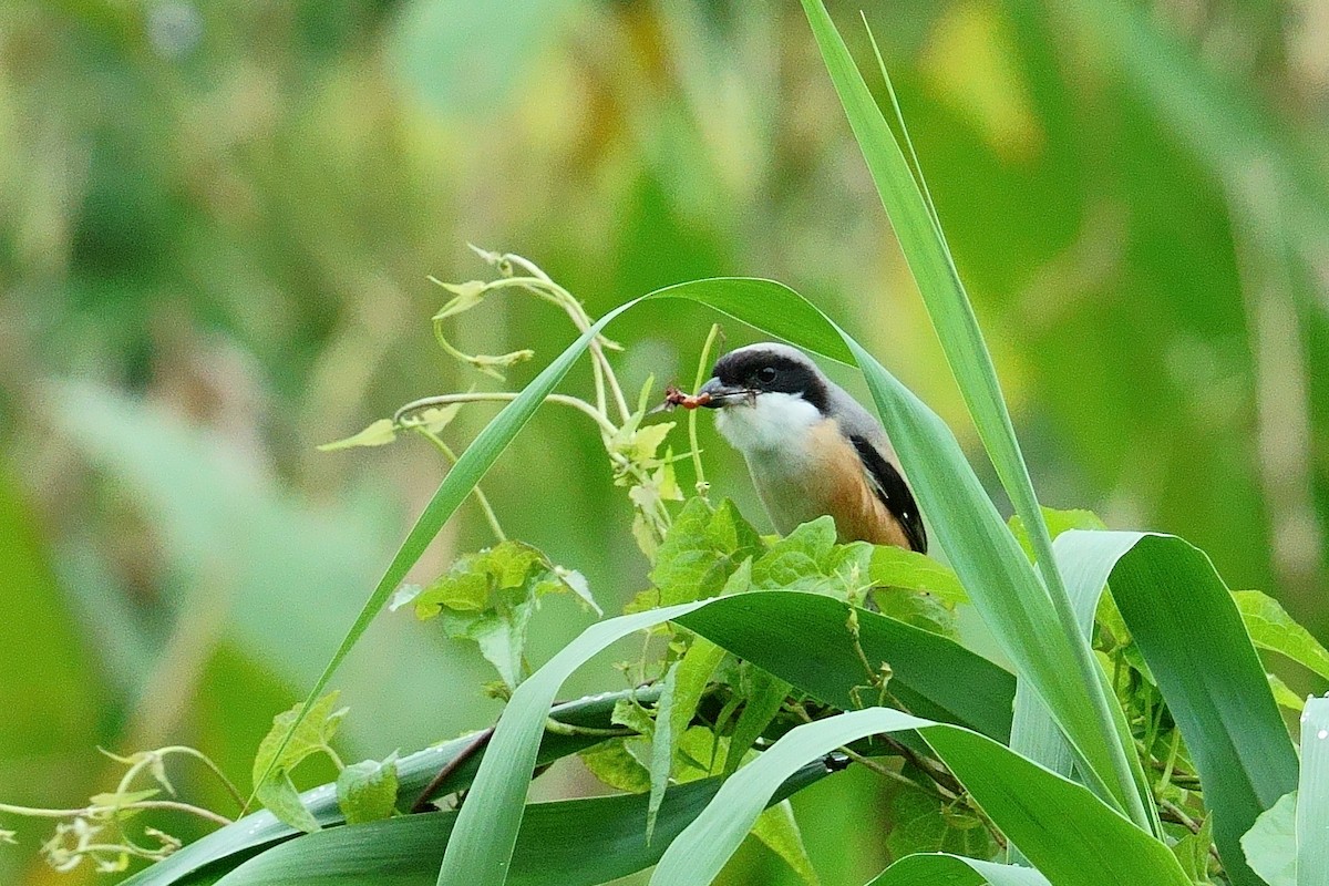Long-tailed Shrike - ML645775645