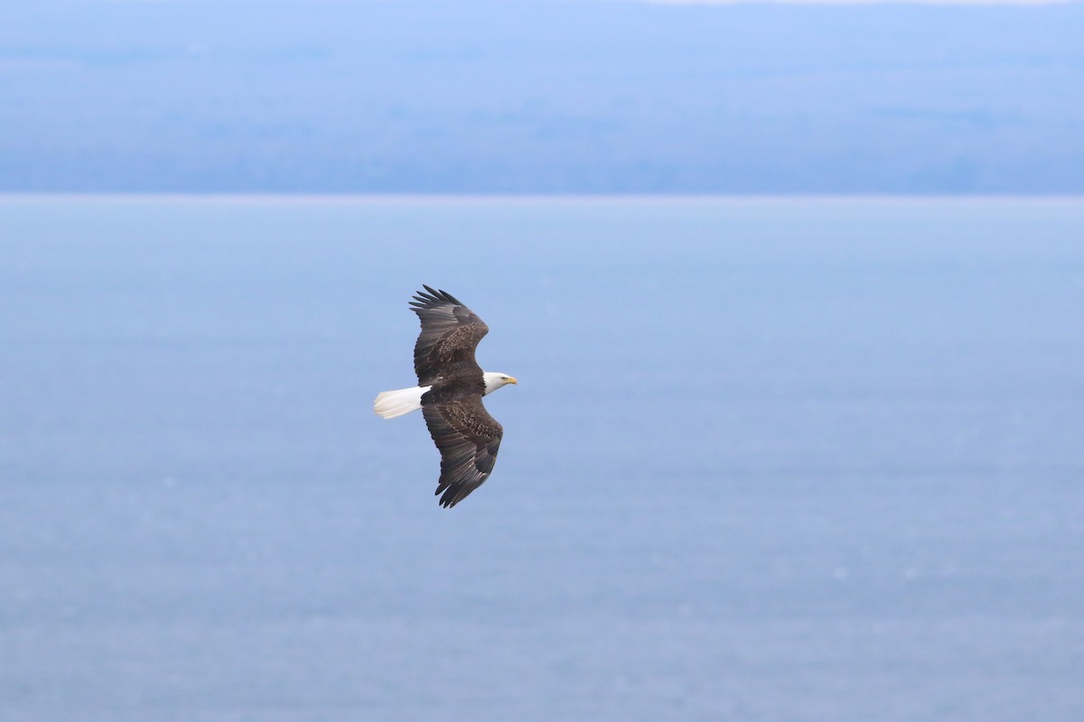 Bald Eagle - ML645775647