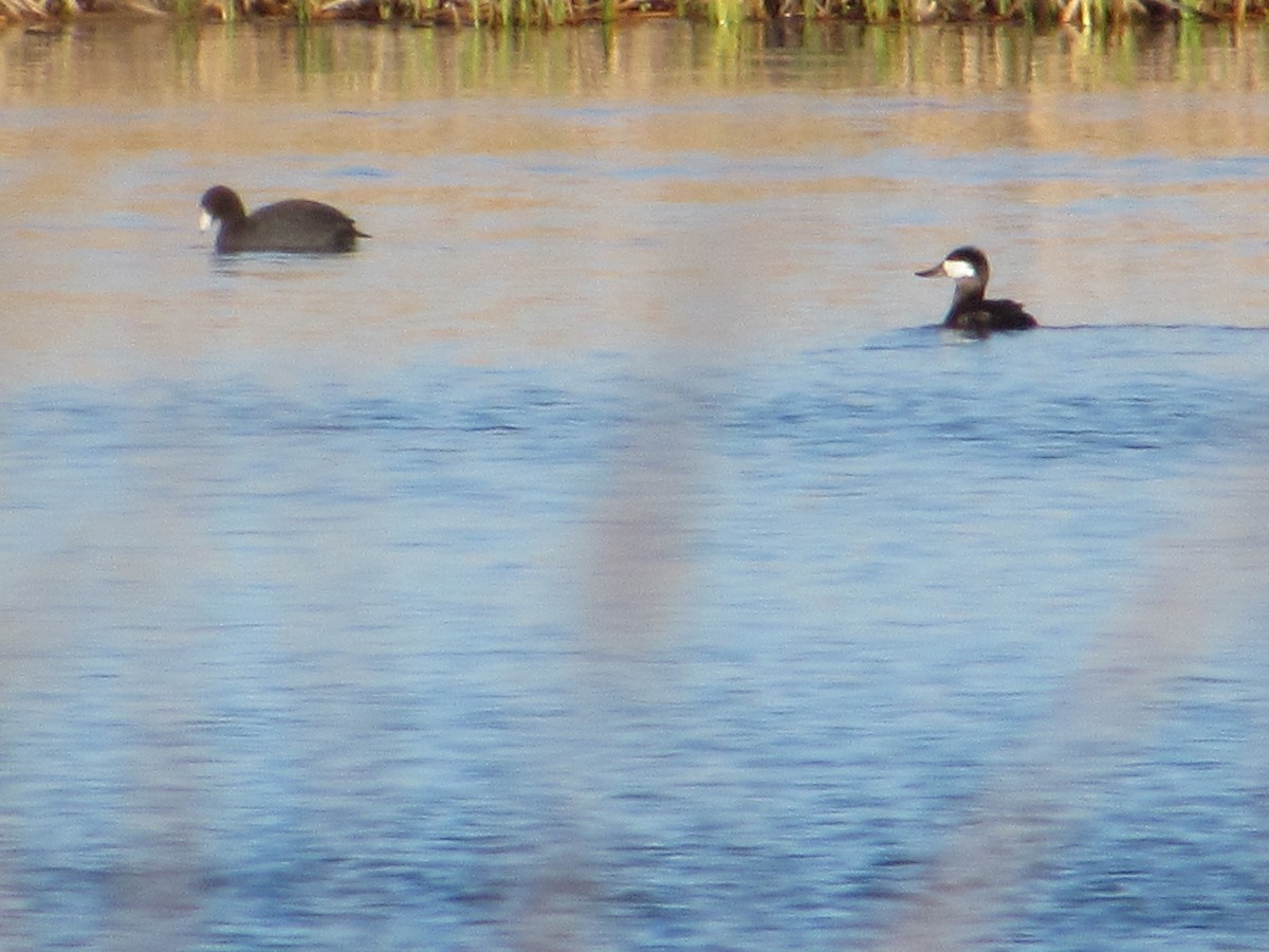 Ruddy Duck - ML645775648