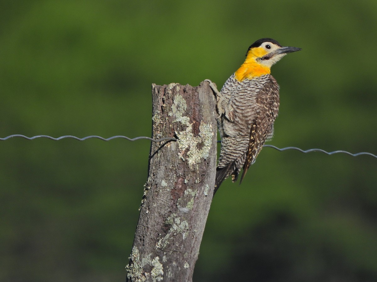 Campo Flicker - ML645775650