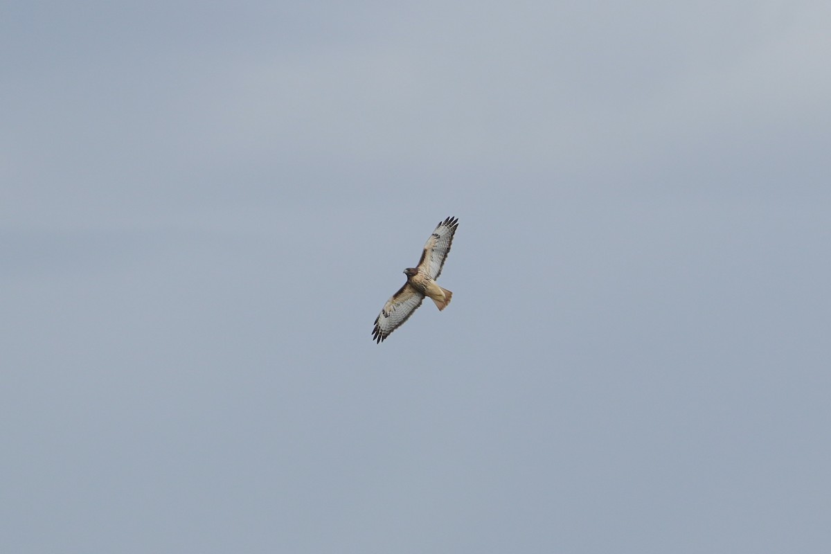 Red-tailed Hawk - ML645775651