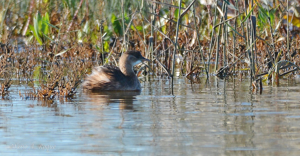 Little Grebe - ML645775654