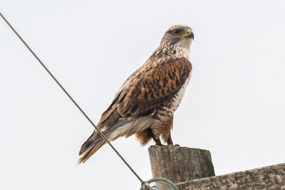 Ferruginous Hawk - ML645775655