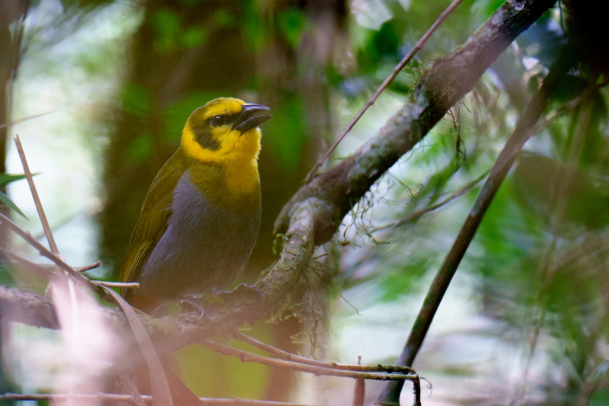 Nelicourvi Weaver - ML645775658