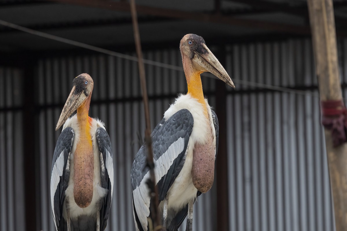 Greater Adjutant - ML645775663