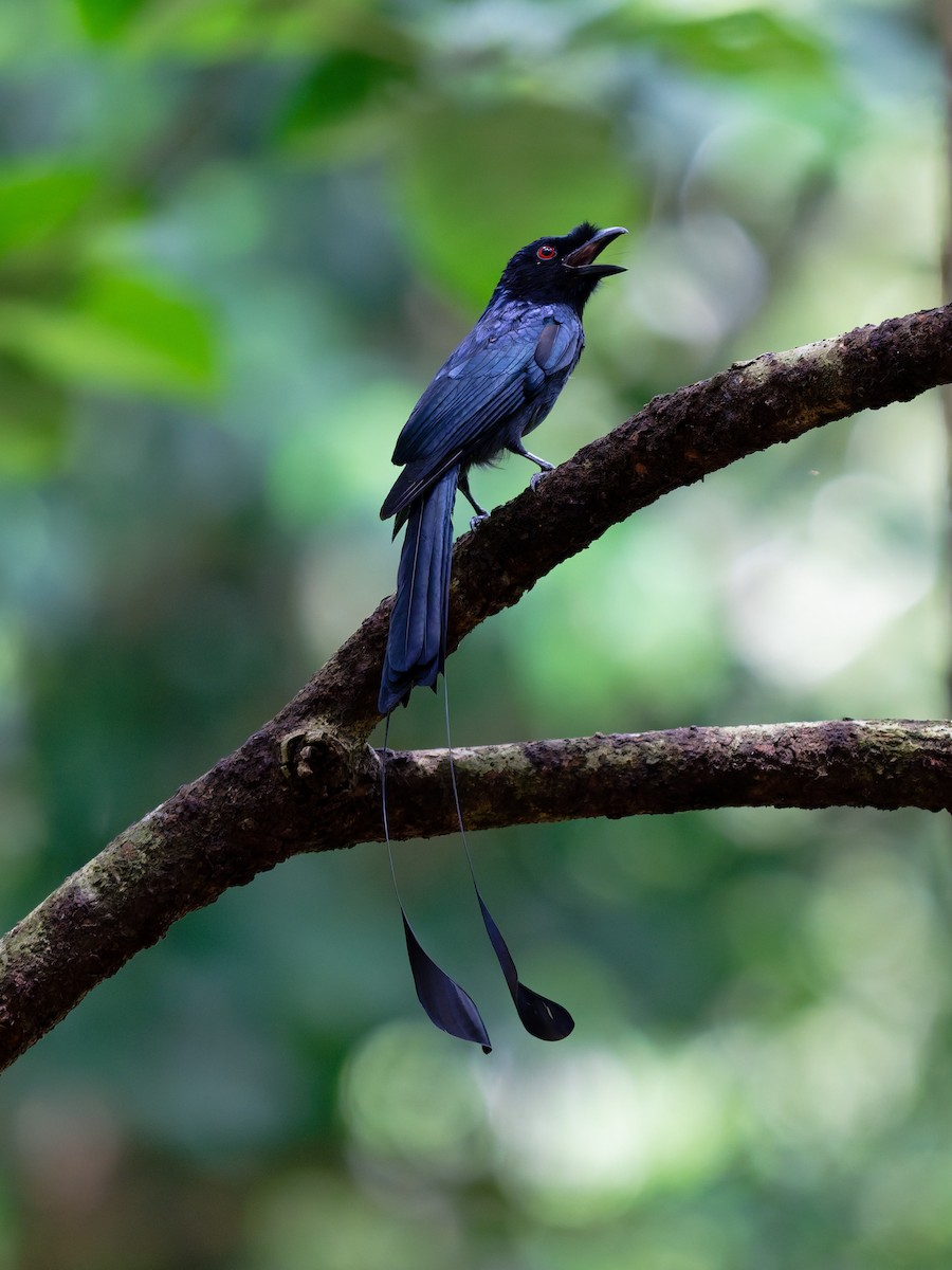 Greater Racket-tailed Drongo - ML645775669