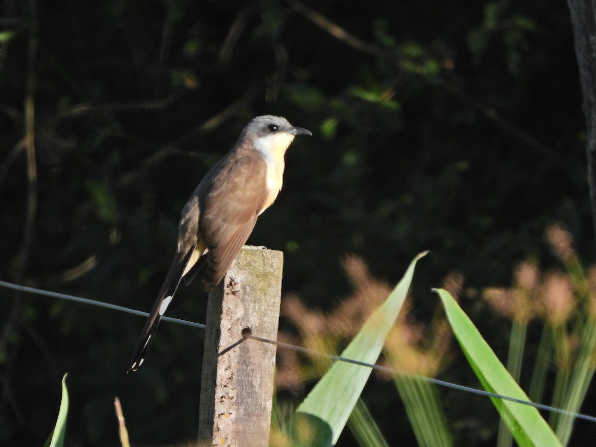 Галапагосская пиайя - ML645775671