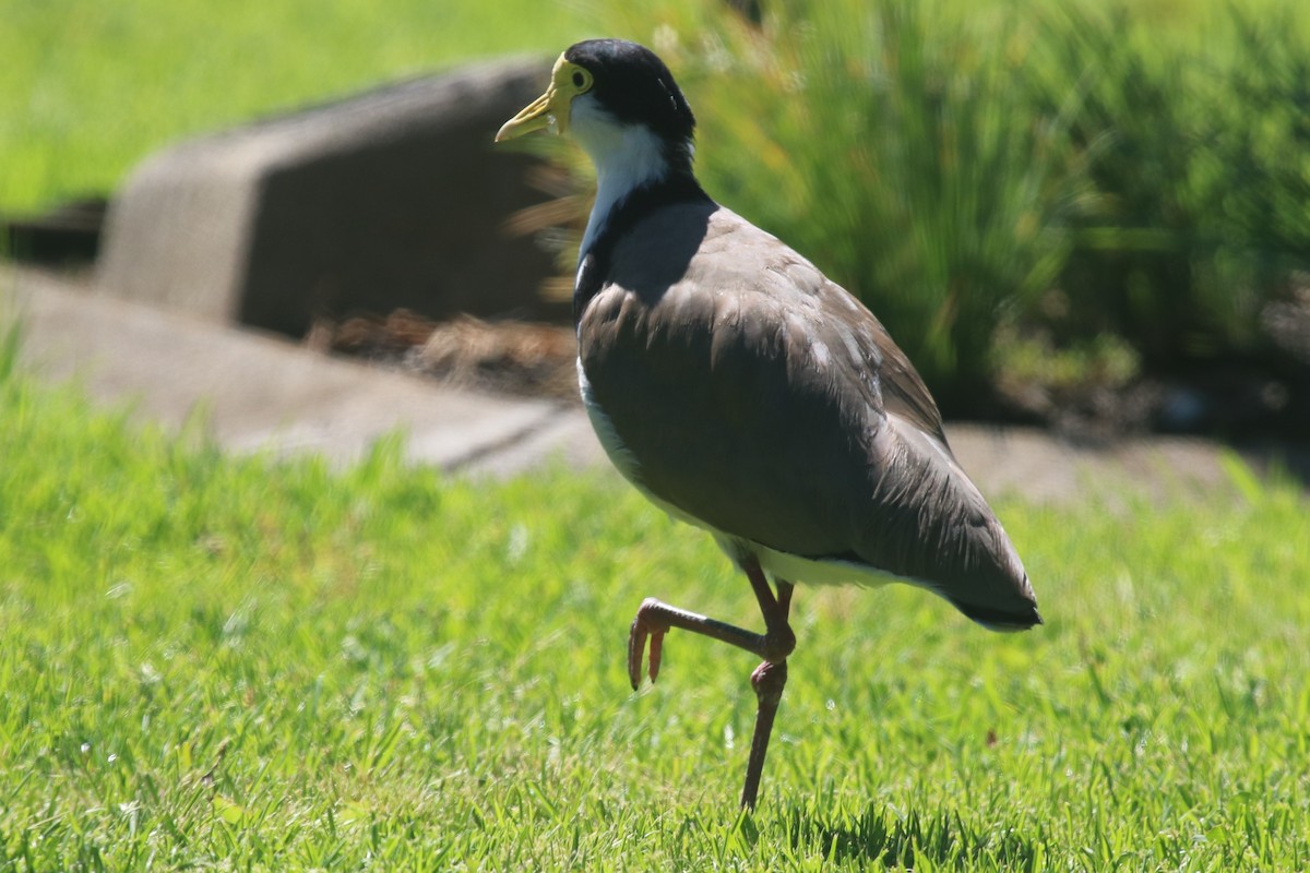 Hegabera maskaraduna - ML645775678