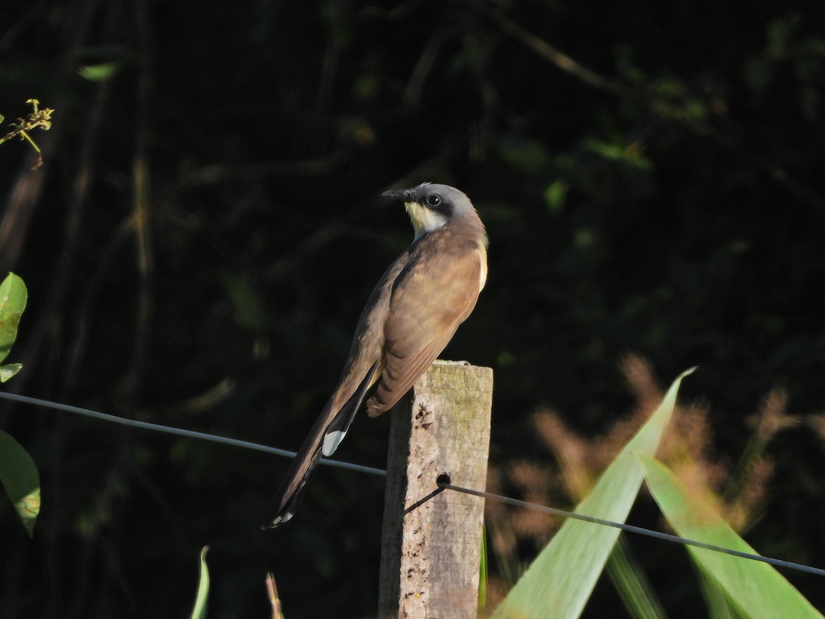 Галапагосская пиайя - ML645775679