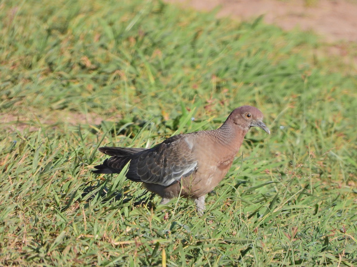 Picazuro Pigeon - ML645775686