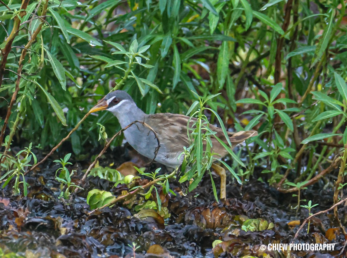 White-browed Crake - ML645775687