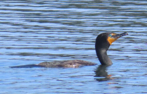 Double-crested Cormorant - ML645775688