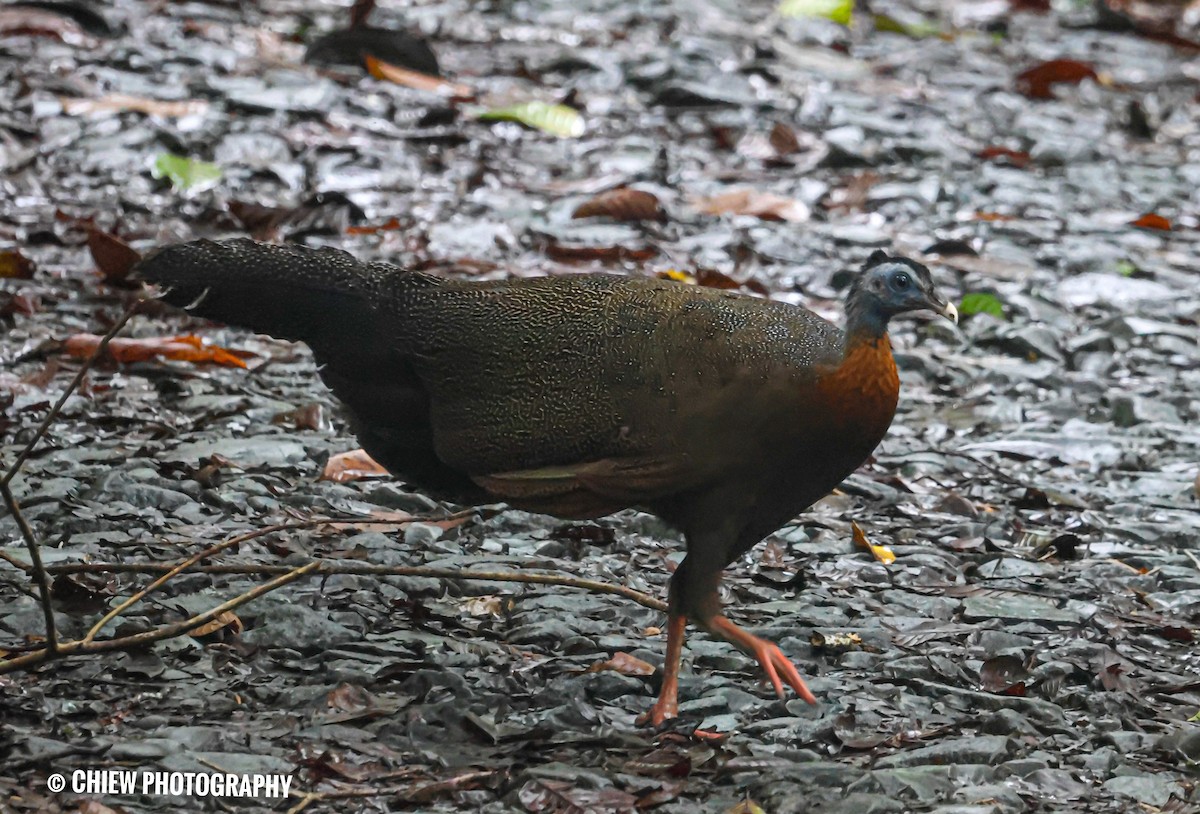 Great Argus - ML645775698