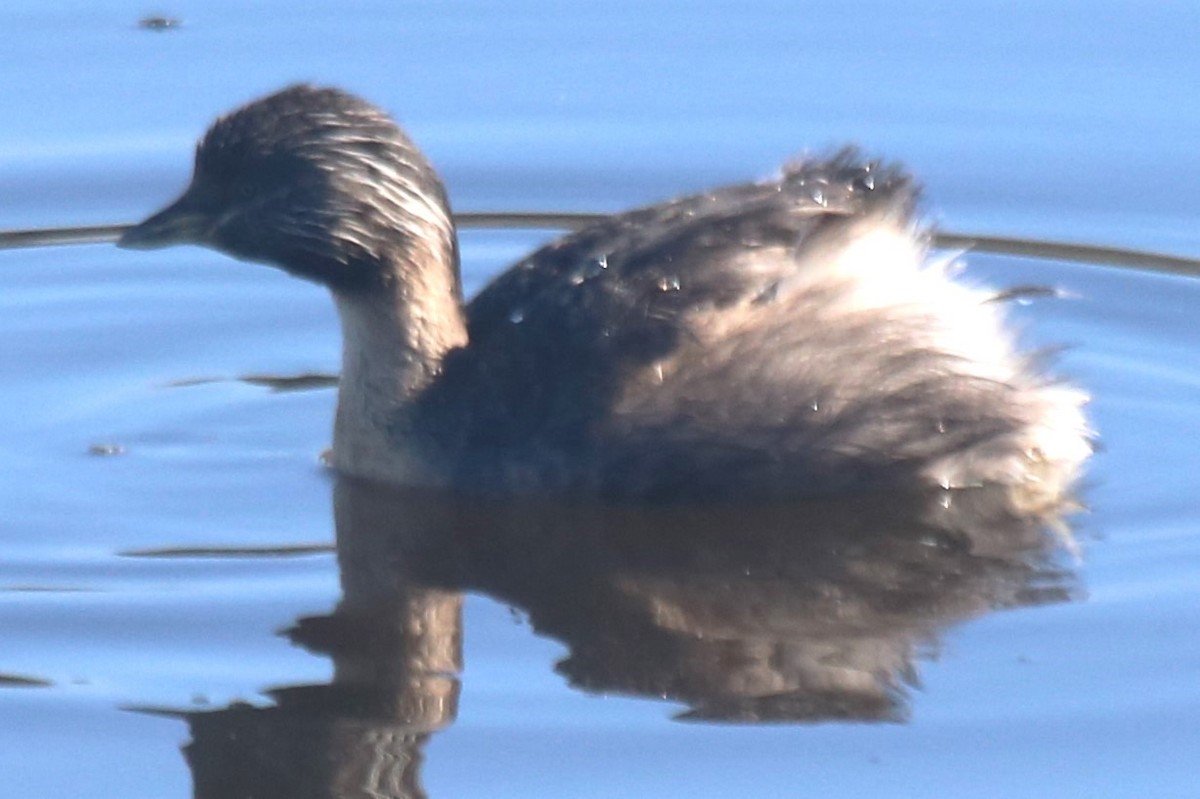 Hoary-headed Grebe - ML645775700