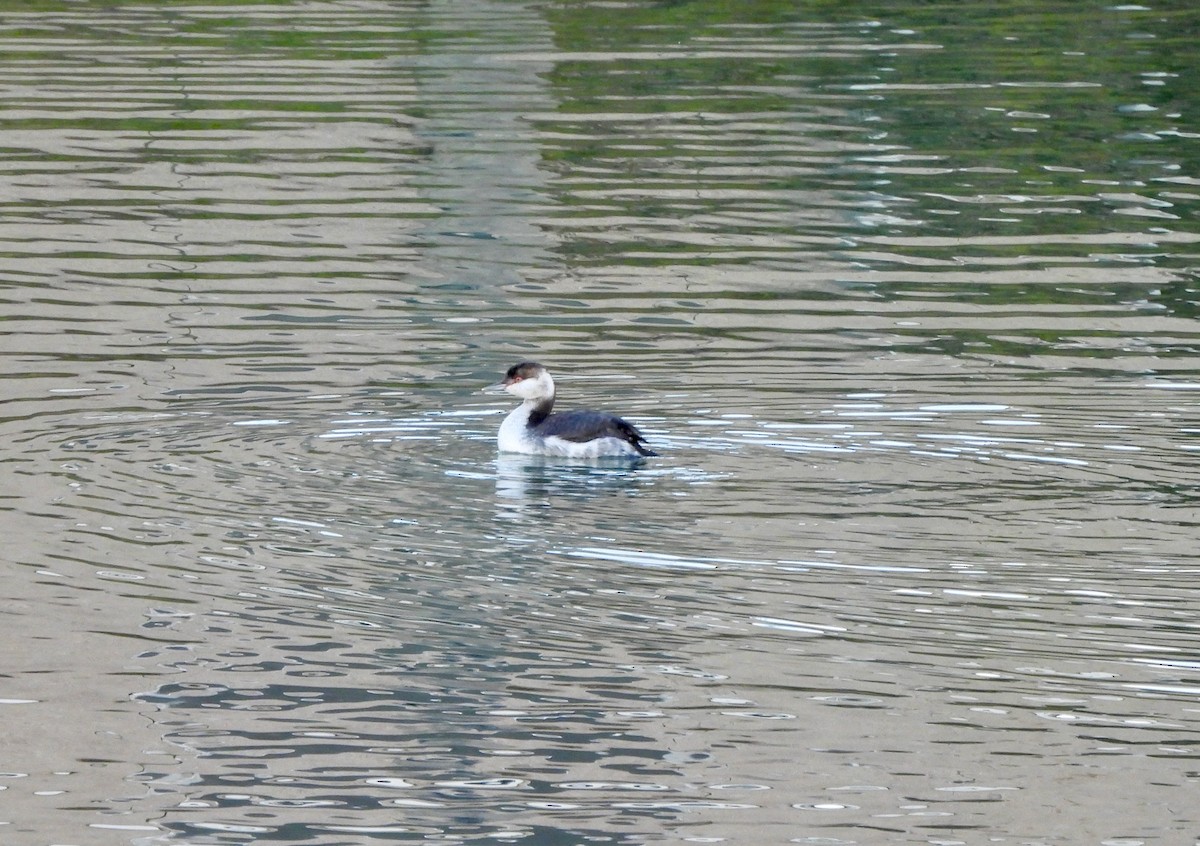 Horned Grebe - ML645775710