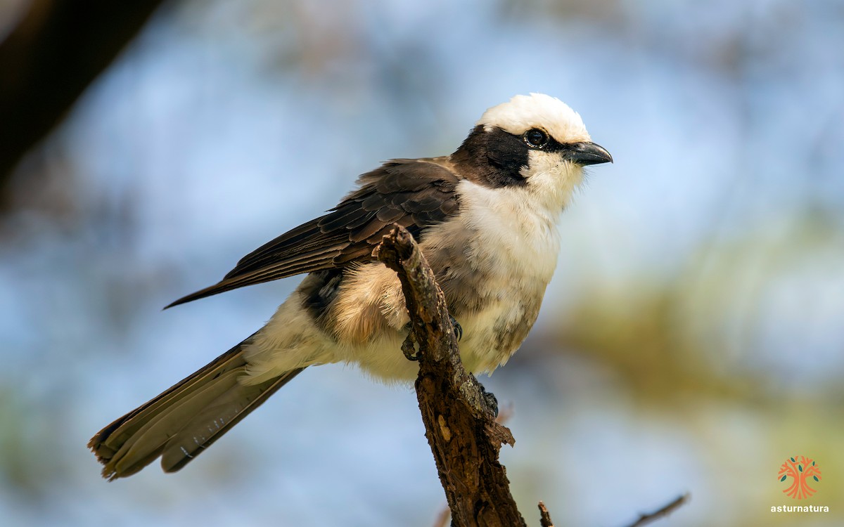 White-rumped Shrike - ML645775711