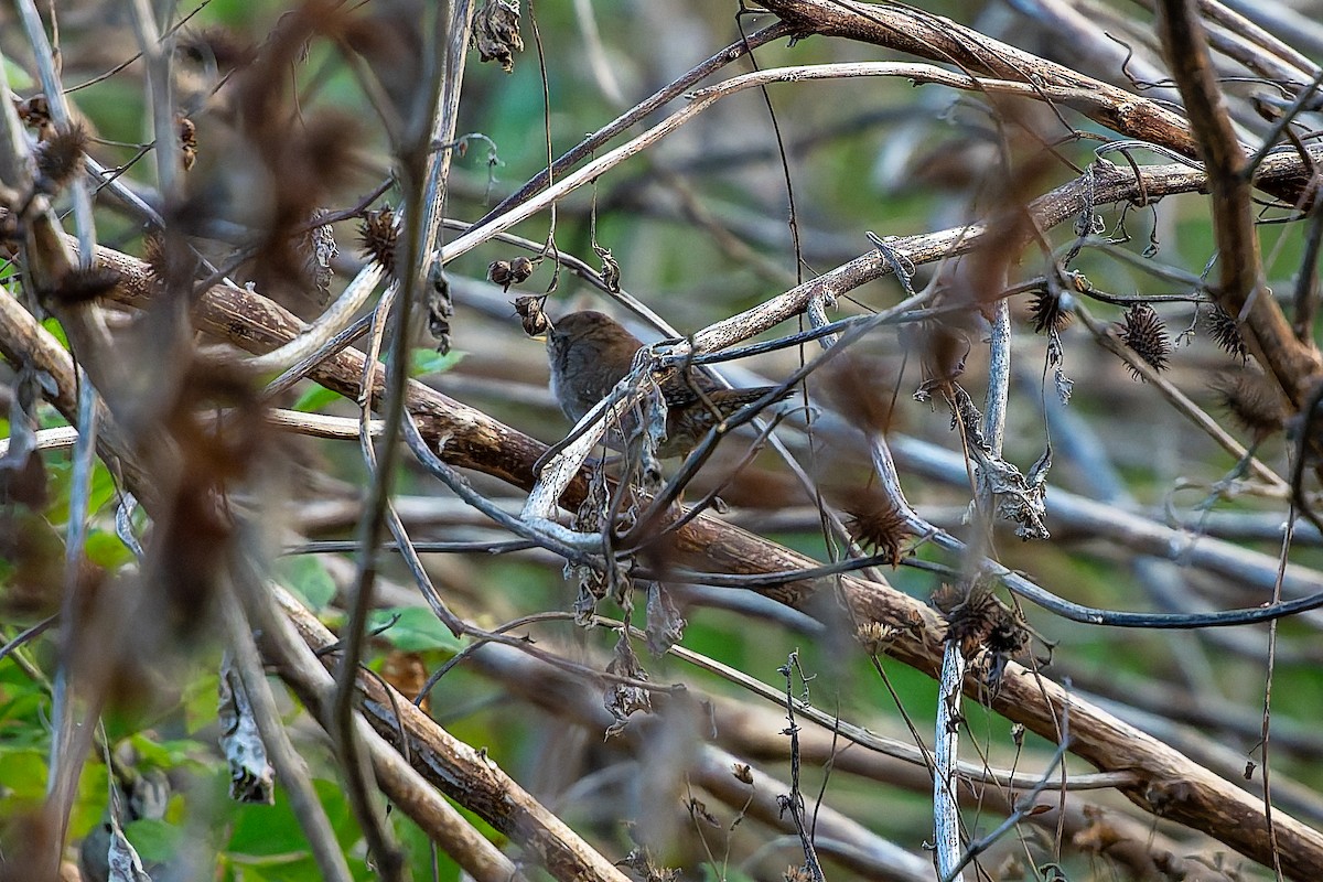 Northern House Wren - ML645775714