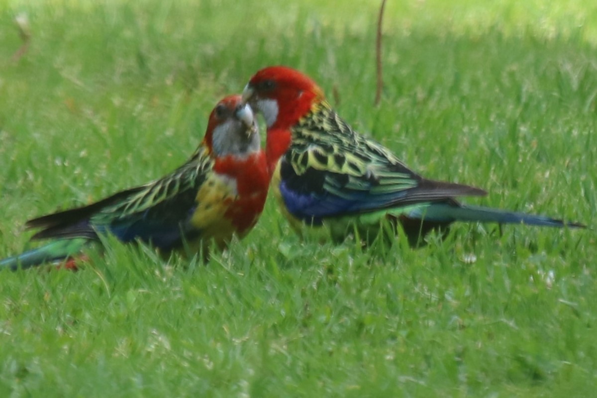 Eastern Rosella - ML645775716