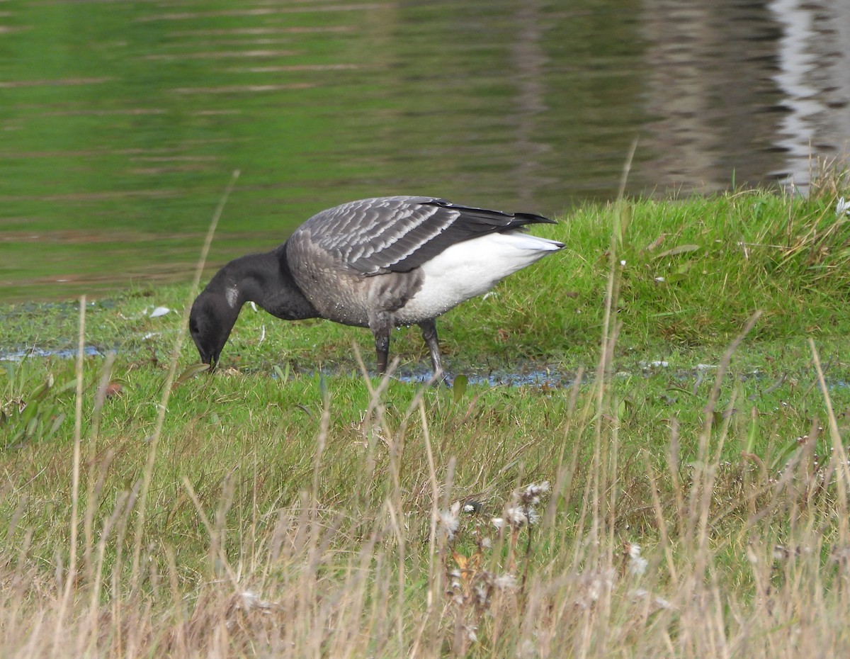 Brant - ML645775724