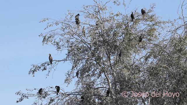 Баклан великий (підвид sinensis/hanedae) - ML645775728