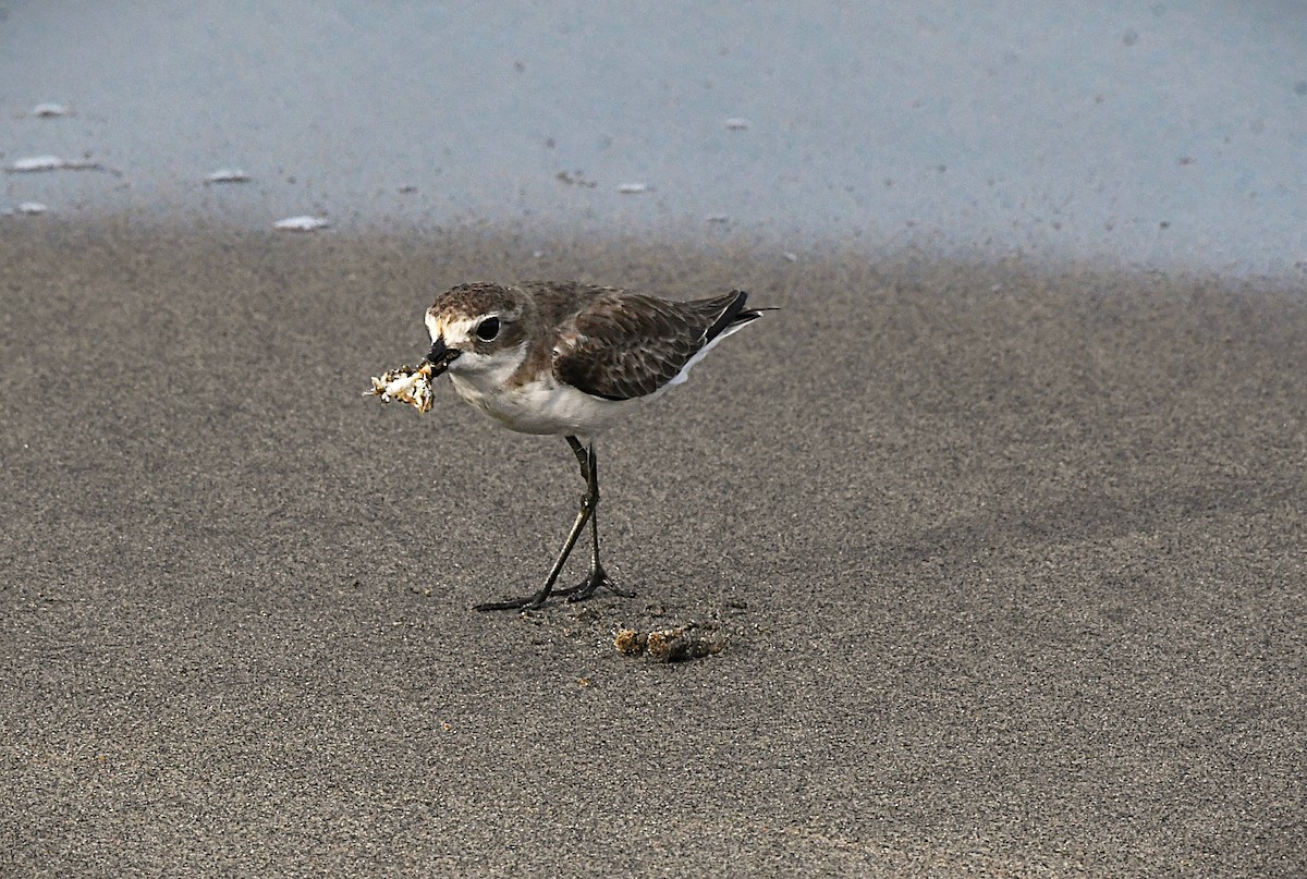 Tibetan Sand-Plover - ML645775732