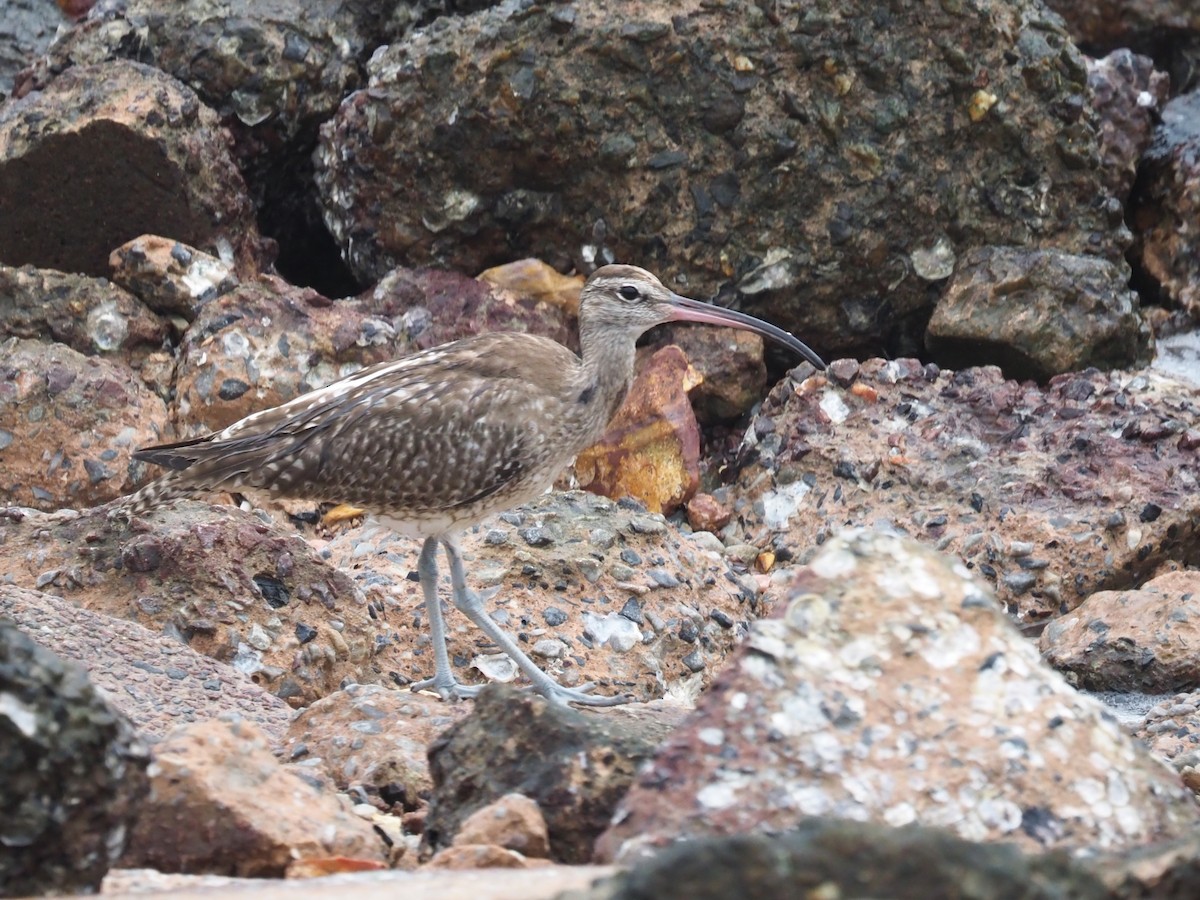Eurasian Whimbrel - ML645775741