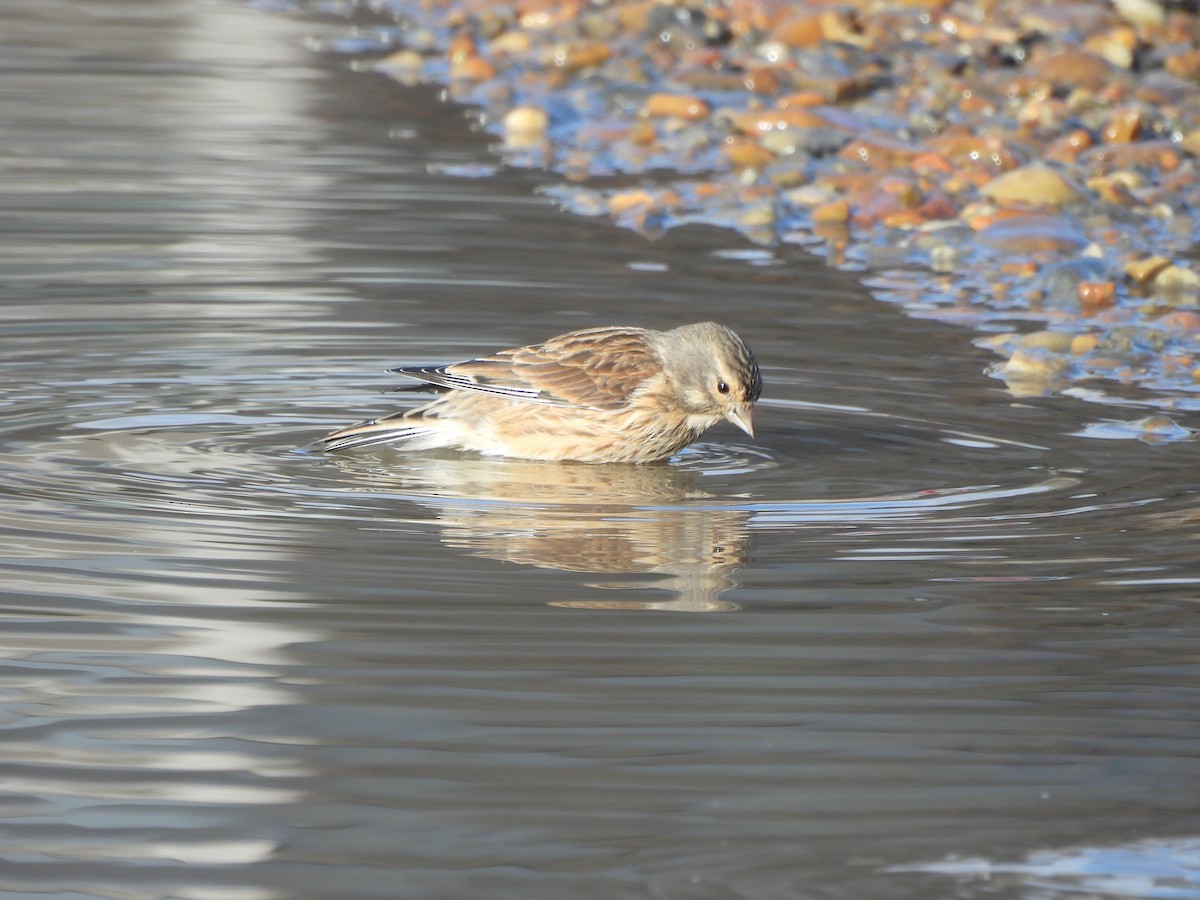 Eurasian Linnet - ML645775743