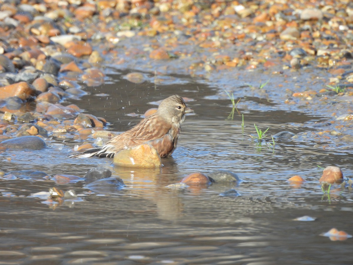 Eurasian Linnet - ML645775744