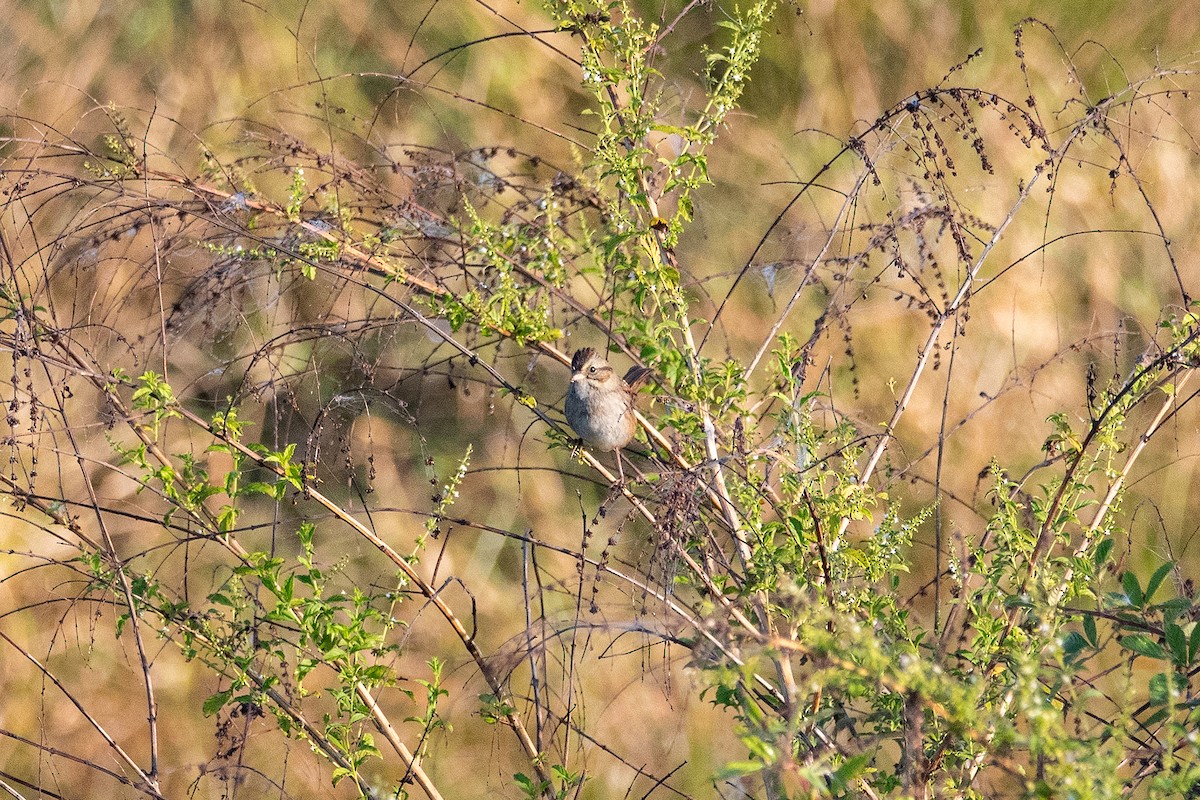 Swamp Sparrow - ML645775753