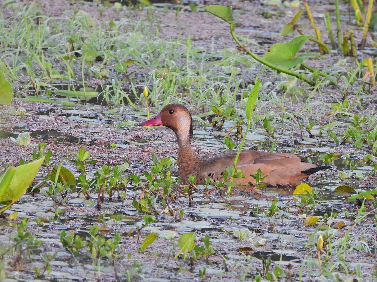 Brazilian Teal - ML645775760
